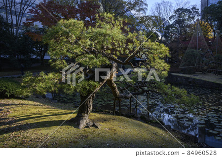 Koishikawa Korakuen, Bunkyo-ku, Tokyo 84960528