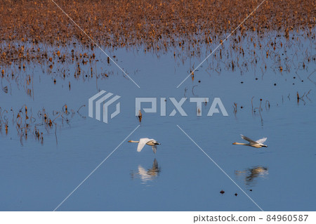 A pair of swans flying over the dead lotus lake in Izunuma, Miyagi Prefecture 84960587