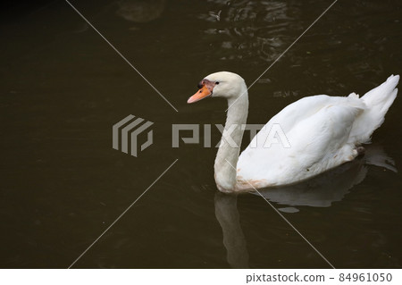 White swan is swimming on the river 84961050