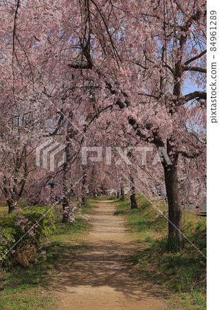 Weeping cherry blossoms at the battlefield Weeping cherry blossoms at the battlefield 84961289