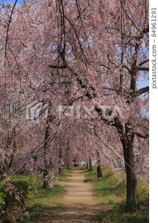 Weeping cherry blossoms at the battlefield Weeping cherry blossoms at the battlefield 84961291
