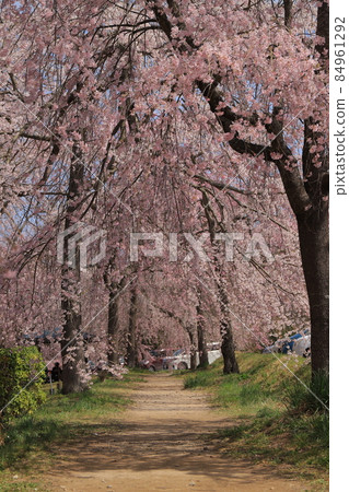 在戰場上哭泣的櫻花 在戰場上哭泣的櫻花 84961292