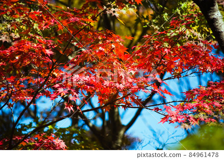 藺Mutaike的秋葉 藺Mutaike的秋葉 84961478