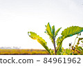 Small fresh trees are beautiful in the morning sunrise. 84961962