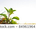 Small fresh trees are beautiful in the morning sunrise. 84961964