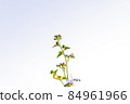 Small fresh trees are beautiful in the morning sunrise. 84961966