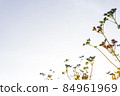 Small fresh trees are beautiful in the morning sunrise. 84961969