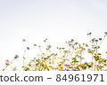 Small fresh trees are beautiful in the morning sunrise. 84961971