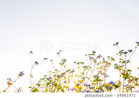 Small fresh trees are beautiful in the morning sunrise. 84961971
