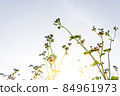 Small fresh trees are beautiful in the morning sunrise. 84961973