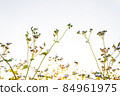 Small fresh trees are beautiful in the morning sunrise. 84961975