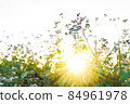 Small fresh trees are beautiful in the morning sunrise. 84961978