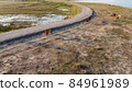 Cows are eating on a roadside in the calm countryside. 84961989