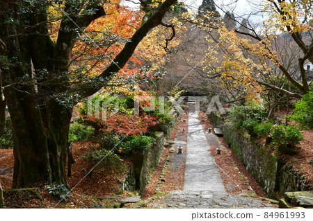 二子寺楓葉地毯 84961993