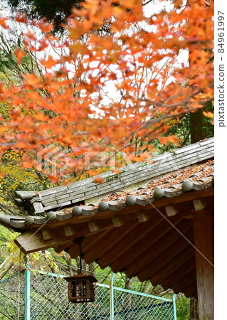 二子寺楓葉地毯 84961997