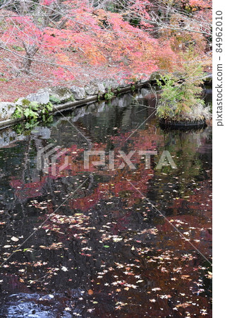 Futagoji Temple Maple Carpet Futagoji Temple Maple Carpet 84962010