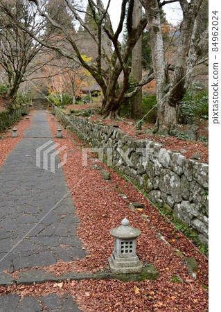 Futagoji Temple Maple Carpet 84962024