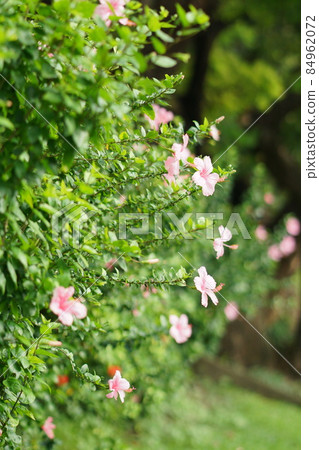 Pink Hibiscus in the park, Bagnkok Pink Hibiscus in the park, Bagnkok 84962072