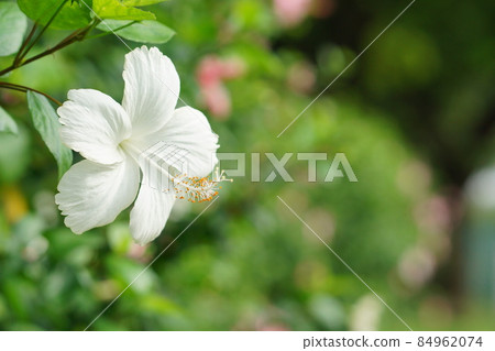 bloom, flower, flowers 84962074