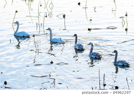 宮城縣伊豆沼 一群天鵝在死荷間穿行 84962297