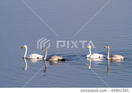 Miyagi Prefecture Izunuma Kohakucho Family 84962305