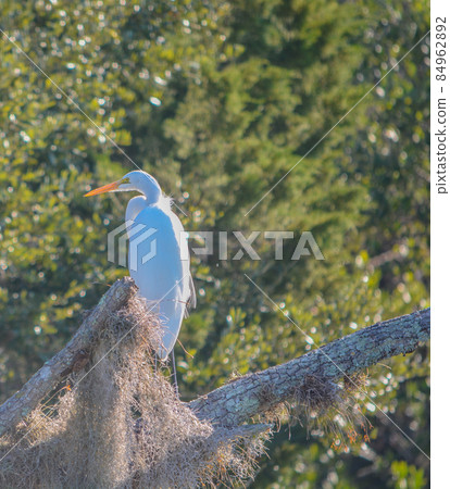 A Great Egret along the intracoastal waterway in Flagler County, Florida 84962892