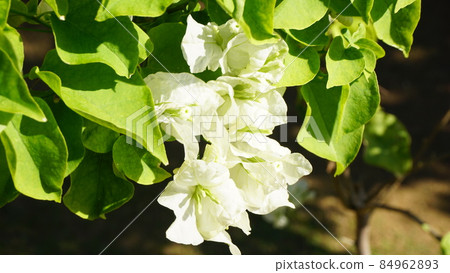 White Bougainvillea White Bougainvillea 84962893