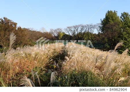 秋蒲草，一種屬於芒屬的植物，多年生草本，千葉縣鐮谷市初富市鐮谷市紀念公園 84962904