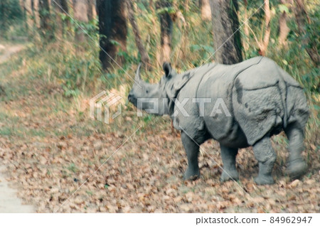 Wild "Indian Rhinoceros" trying to cross the road (Chitawan / Nepal) 84962947
