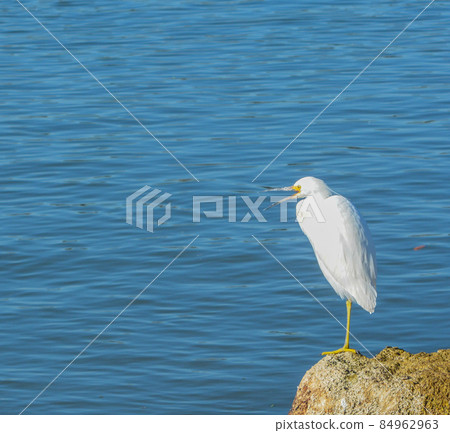A Great White Heron along the Palm Coast of Flagler County, Florida A Great White Heron along the Palm Coast of Flagler County, Florida 84962963