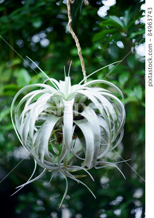 Photographs of rare plants 84963743