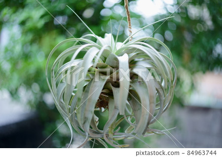 Photographs of rare plants 84963744