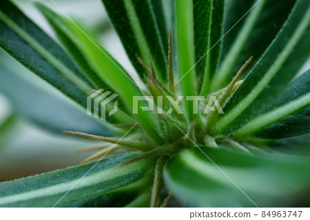 Photographs of rare plants 84963747