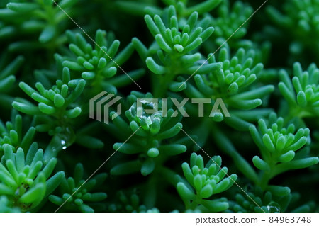 珍稀植物照片 珍稀植物照片 84963748