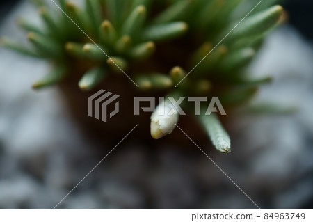 珍稀植物照片 84963749
