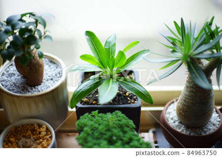 珍稀植物照片 珍稀植物照片 84963750