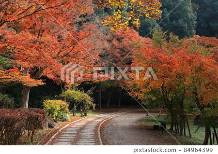 Autumn leaves in Kairakuen, Ibaraki Prefecture 84964399