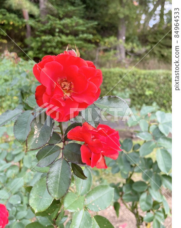 A red rose A red rose 84964533