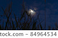 Japanese pampas grass and moon 84964534
