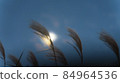 Moonlight and pampas grass 84964536