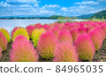 Autumn kochia and lake 84965035