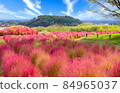Red kochia and sunny autumn 84965037