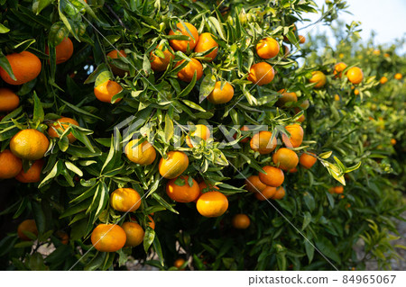 Orchard - ripe tangerines on a branch in the garden 84965067