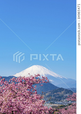 [Kanagawa Prefecture] Kawazu cherry blossoms and Mt. Fuji seen from Mt. Matsuda 84965471