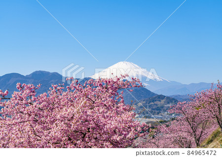 [神奈川縣] 從松田山看河津櫻花和富士山 84965472