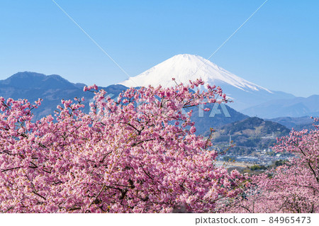 [Kanagawa Prefecture] Kawazu cherry blossoms and Mt. Fuji seen from Mt. Matsuda 84965473