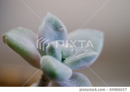 Water droplets on succulents 84966037