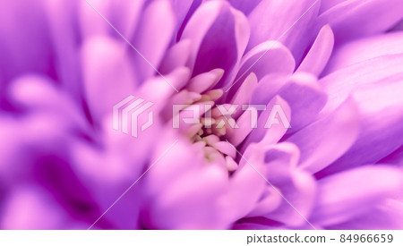 Retro art, vintage card and botanical concept - Abstract floral background, purple chrysanthemum flower. Macro flowers backdrop for holiday brand design 84966659