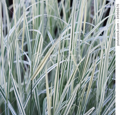 Decorative green and white striped grass. Arrhenatherum elatius bulbosum variegatum. Soft focus. Natural background. Decorative green and white striped grass. Arrhenatherum elatius bulbosum variegatum. Soft focus. Natural background. 84966676