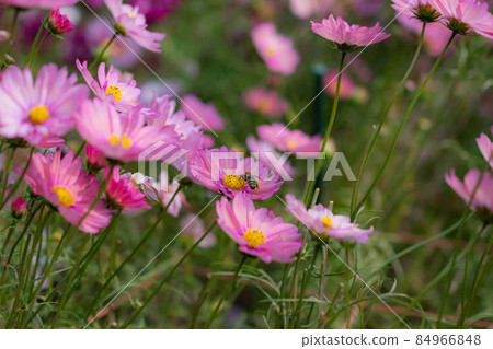 宇宙和蜜蜂 84966848